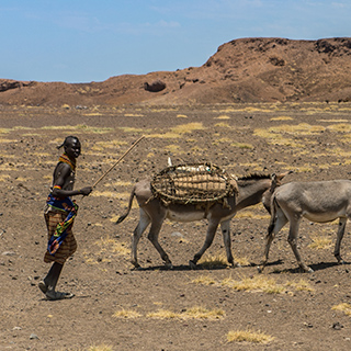 Lake Turkana - Donkeys